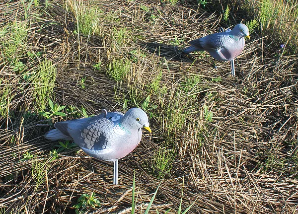Охота на лесных голубей: морфология и приемы охоты - страстная охота