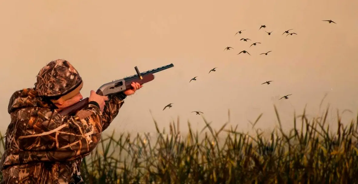 Охота на гуся: сроки, правила и способы охоты