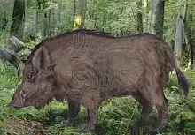 Мишень Кабан полноцветный , 700х1000 мм